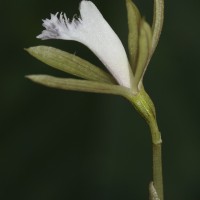 Nervilia simplex (Thouars) Schltr.